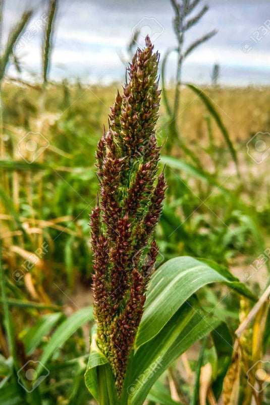 barnyard millet
