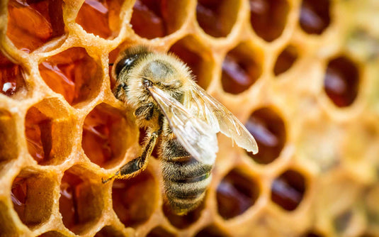 Raw Honey Health Uses Beyond Sweetening: Why You Need a Jar Today