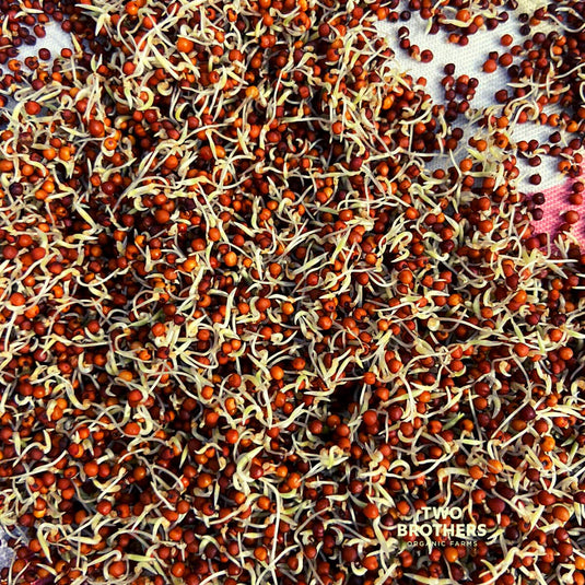 Why Sprouted Ragi Powder Is a Better Calcium Source Than Milk?