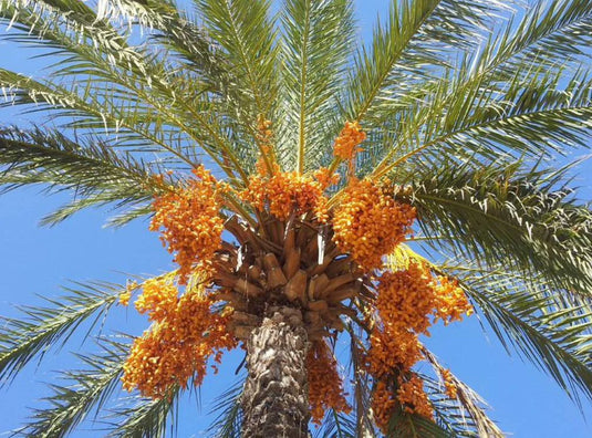 dates powder