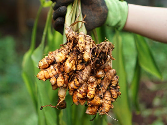 lakadong turmeric