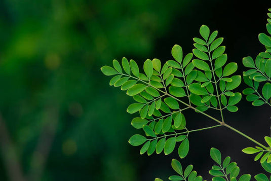 moringa leaf