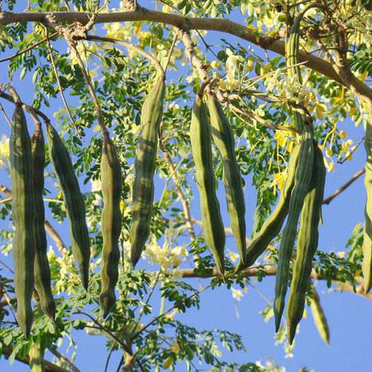 moringa tree