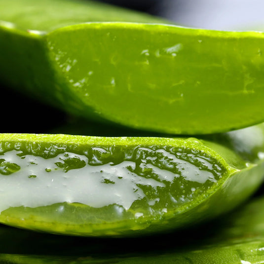 aloe vera