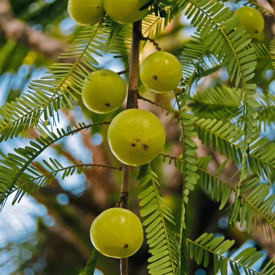 amla powder 